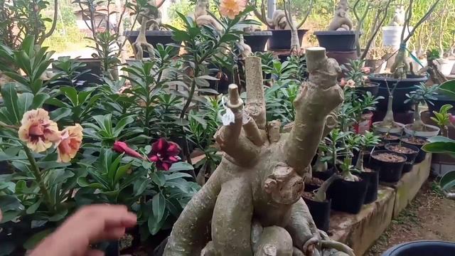 Cara Grafting Adenium 4 Warna Dibonggol Unik смотреть онлайн