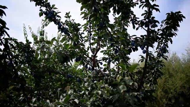 Слива Елена сентябрь 2018 - Агро Сад