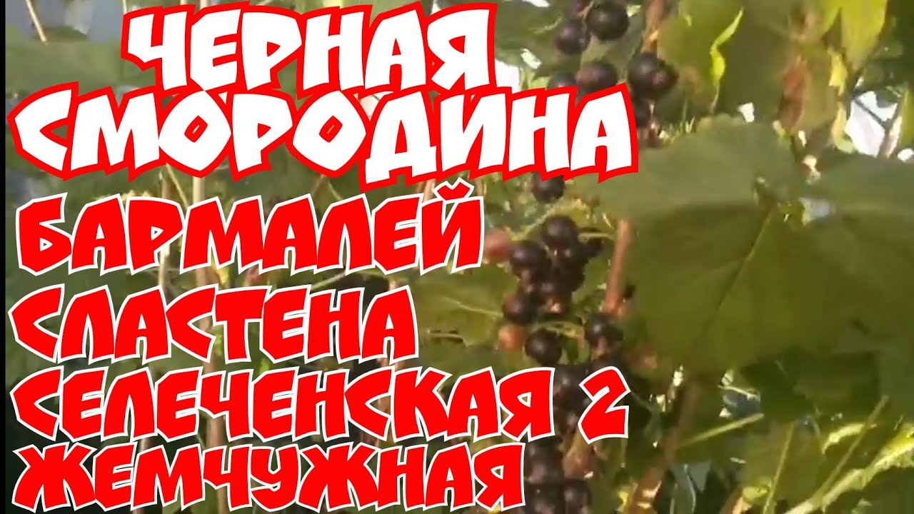 Черная смородина Бармалей, Сластена, селеченская -2,Жемчужная! смотреть онлайн