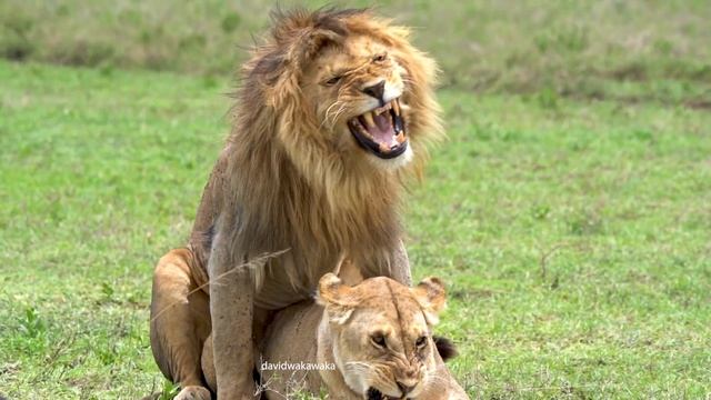 Lions mating successfully. THE LIONESS SMACKS THE MALE SAYING ENOUGH смотреть онлайн