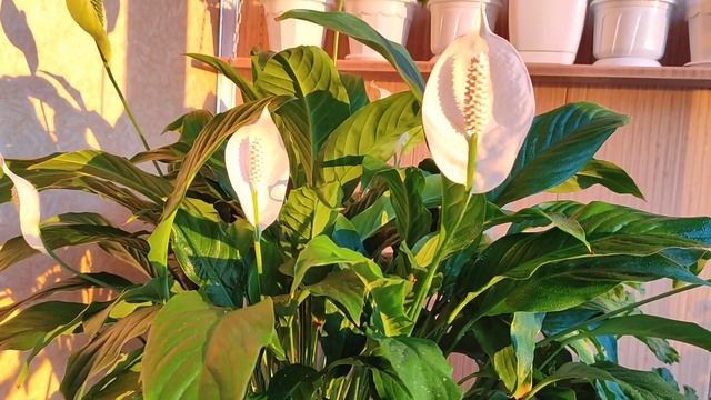 Женское Счастье, Спатифиллум Уход в Июне смотреть онлайн