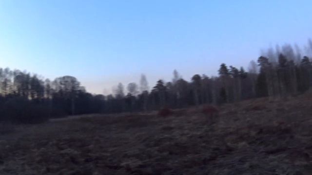 МНОГО ВАЛЬДШНЕПА. Тяга ВАЛЬДШНЕПА 2020. смотреть онлайн