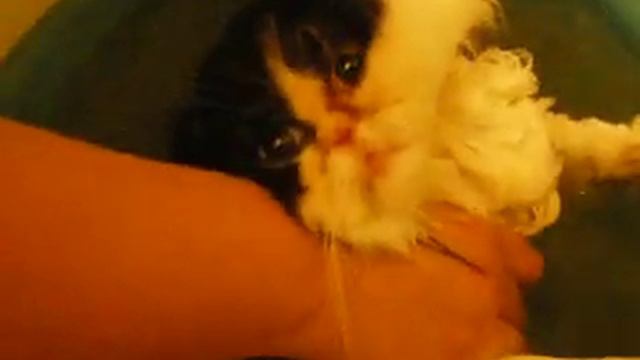 Купание разноглазой кошки смотреть онлайн