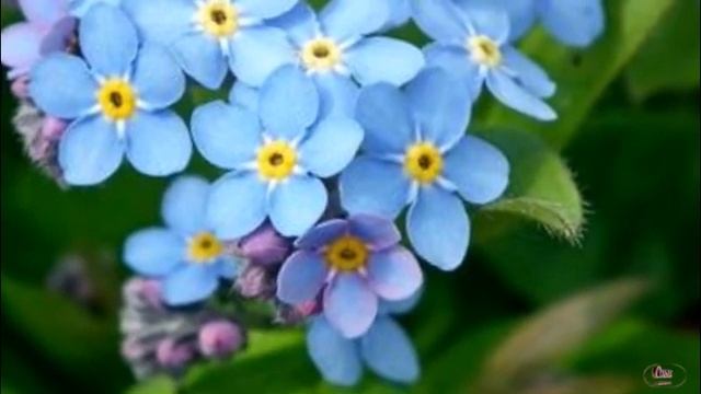 « НЕЗАБУДКИ, незабудки » смотреть онлайн