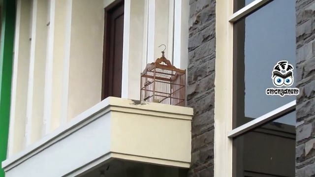 Zoom Test Kamera Murah Canon [ Powershot SX430 IS] смотреть онлайн