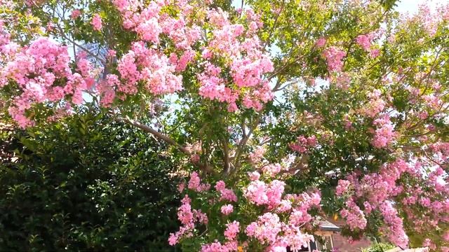 Lagerstroemia Indica - Crepe Myrtle - Liliac Indian roz HD 25 смотреть онлайн