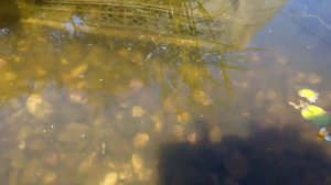 Гуппи в пруду VID 20200711 124212