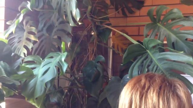 Монстера не только офисное растение. смотреть онлайн