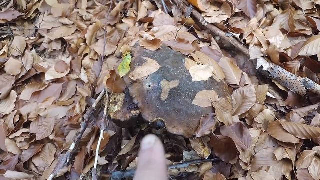 Натрапив на Купу білих грибів на початку листопада смотреть онлайн