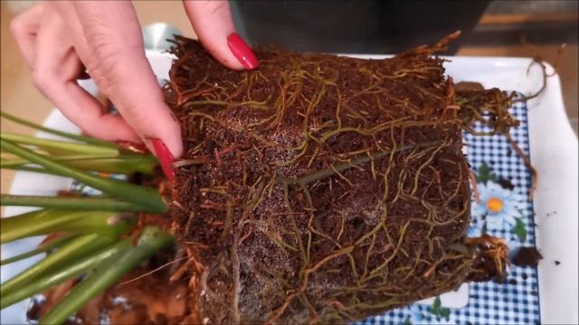 История одного Антуриума Фламинго Браун (Flamingo Brown) смотреть онлайн