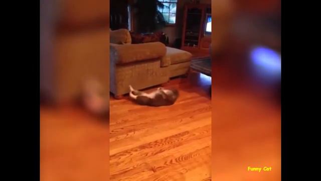 Приколы с котами (Коты готовятся к лету) - Cats funny смотреть онлайн