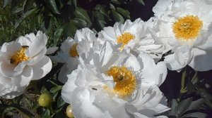 Пион Мисс Америка.