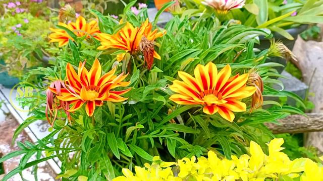 Bunga Harta Karun || Gazania rigens смотреть онлайн