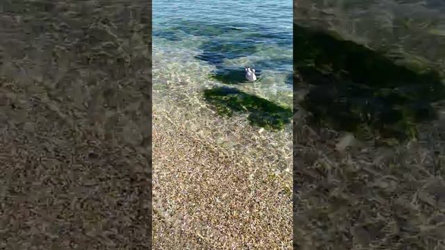 Чистое море Одесса смотреть онлайн