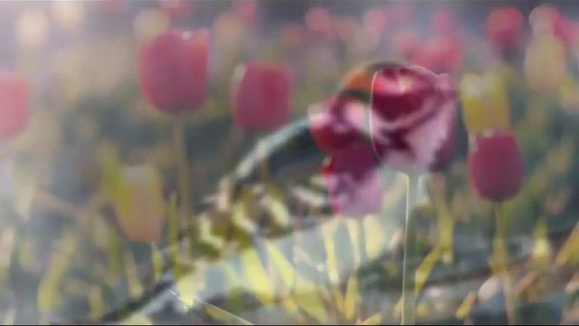 МИР ОГНЕННЫЙ-I(101-155) смотреть онлайн