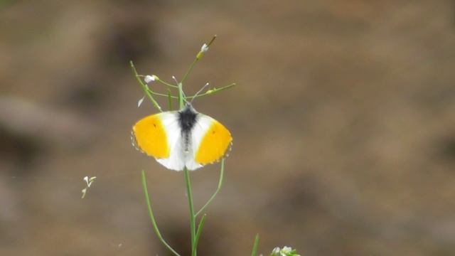 Бабочка. Зорька ( Anthocharis cardamines ) самец смотреть онлайн