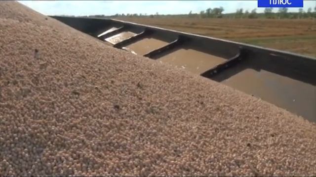 Хозяйства Михайловского района включаются в уборочную страду смотреть онлайн