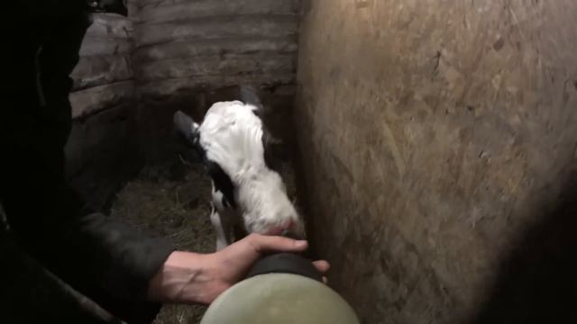 Отёл коровы // Рождение теленка // Увеличение хозяйства // Жизнь в деревне! // Семья Лях смотреть онлайн