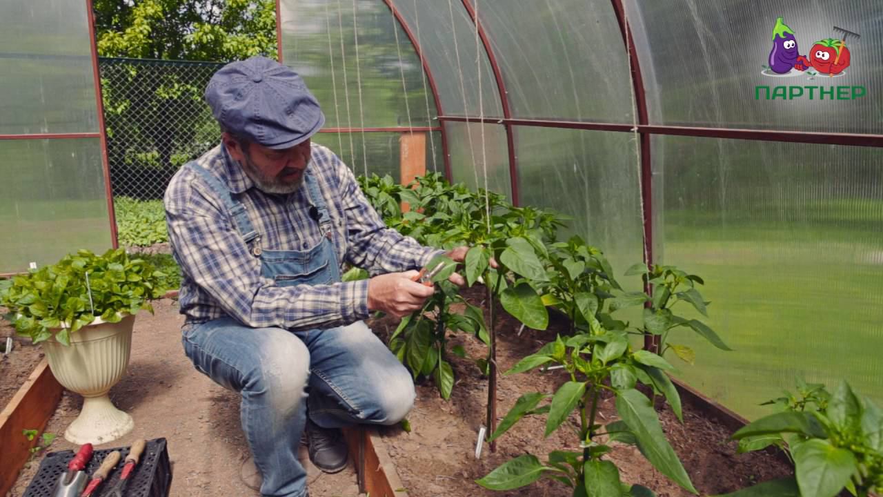 Как формировать перец смотреть онлайн