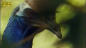 Нападение казуара на человека