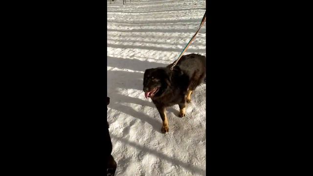 ПОТАП - собака для частного дома смотреть онлайн