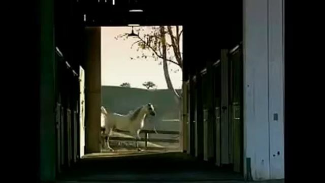 Arabians ~~ Salma Ya Salama ~~ смотреть онлайн