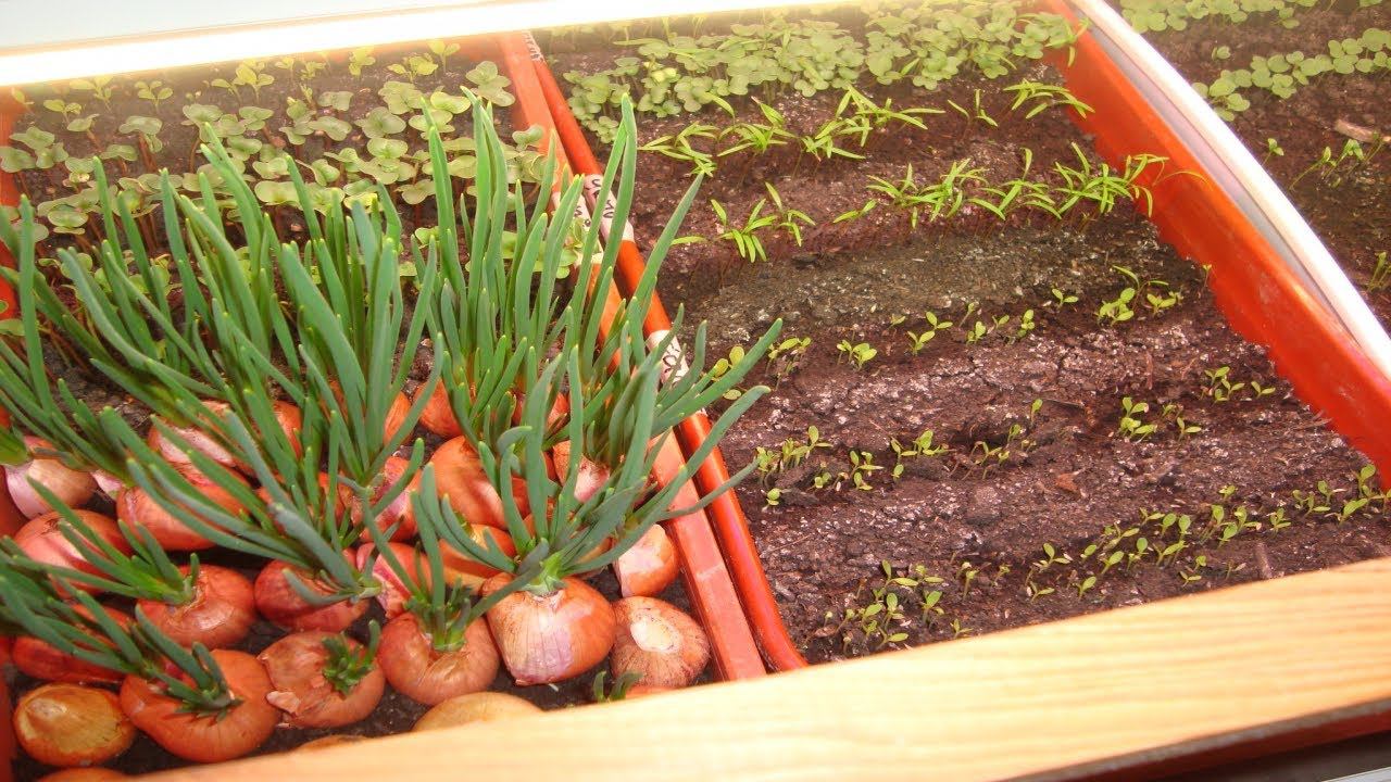 ЗИМНИЙ ОГОРОД В КВАРТИРЕ И УХОД ЗА НИМ .ЧАСТЬ 2 смотреть онлайн