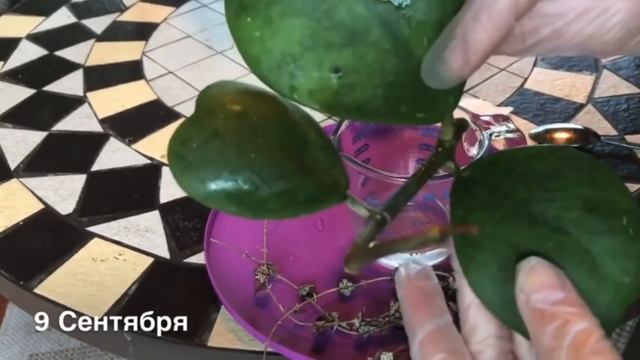 Коллекция хойи. Как быстро растут хойи ? Изменения у растений за 9 месяцев . Уход за хойями. смотреть онлайн