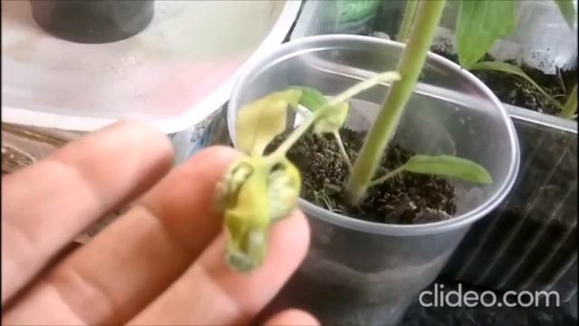 Чрезмерный полив рассады и потеря нижних листьев смотреть онлайн