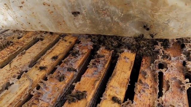 Несмотря на плохие прогнозы пчёлы отлично зимуют смотреть онлайн