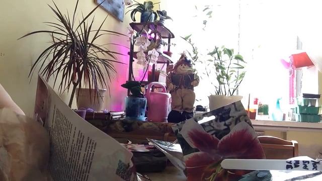 Распаковка растений АГРОФИРМЫ ПОИСК, проверяем качество! смотреть онлайн