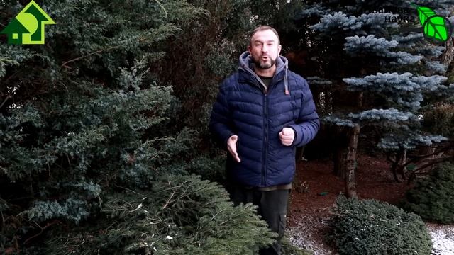 ОБРАБОТКА САДА ОТ БОЛЕЗНЕЙ И ВРЕДИТЕЛЕЙ РАНО ВЕСНОЙ: сроки, препараты, домашние составы и рецепты. смотреть онлайн