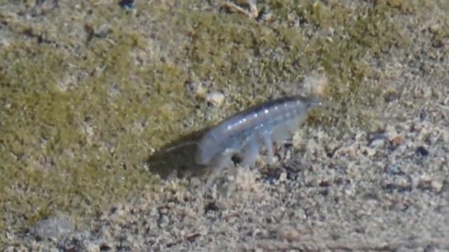 Scud attacks mating pair of Scuds (Amphipoda Senticaudata Gammaridae) смотреть онлайн