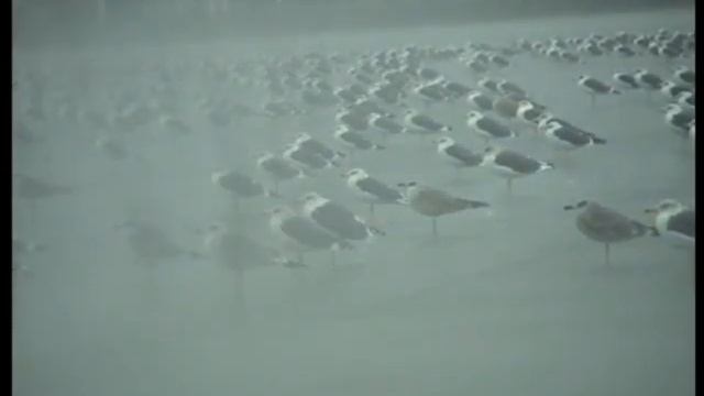 181 gaivotas chuva2 19 11 2007 смотреть онлайн