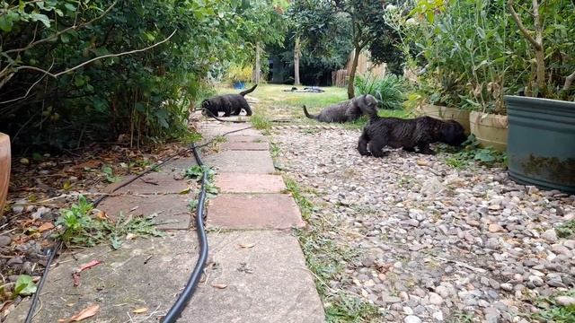 Teamhrach ? LIKE HERDING CATS ?? смотреть онлайн
