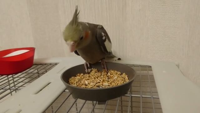 Как растут ПТЕНЦЫ КОРЕЛЛЫ - полный рассказ. смотреть онлайн