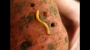 Большой урожай картофеля. Какое удобрение лучше для картофеля при посадке в лунку