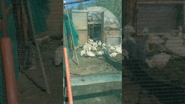 Утки Черри Велли 30 дней смотреть онлайн