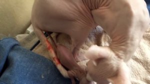 Роды канадского сфинкса - окот