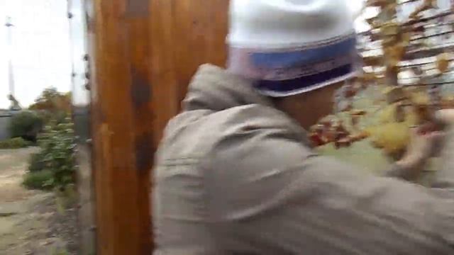 Лимонник китайский (сбор урожая 2018) смотреть онлайн