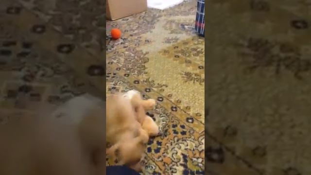 Тойтерьер. Щенок 2 мес. смотреть онлайн