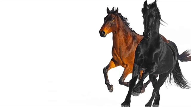64 second of I am gonna take my horse смотреть онлайн