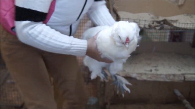 Эксперементальный куренок и немного китайских шелковых смотреть онлайн