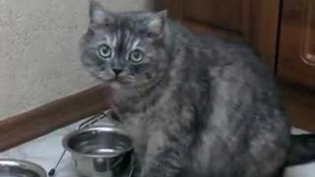 умный котяра