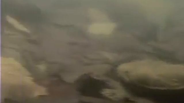 Cryptobranchus alleganiensis (Hellbender) in the wild смотреть онлайн