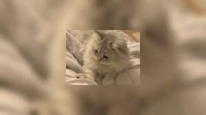 перепутала speed up