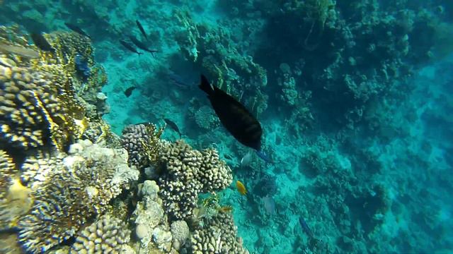 Egypt. Snorkeling with fish in the Red sea at Sharm-El-Sheikh.А теперь за рыбами!Рифы Красного моря смотреть онлайн