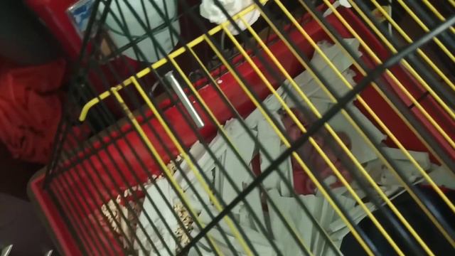 Крысятам 11 дней.Детки Норки+ пополнение в семействе Ласки смотреть онлайн