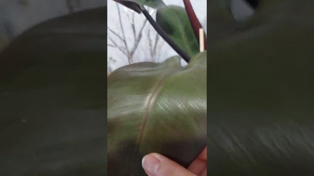 Филодендрон Black Cardinal смотреть онлайн