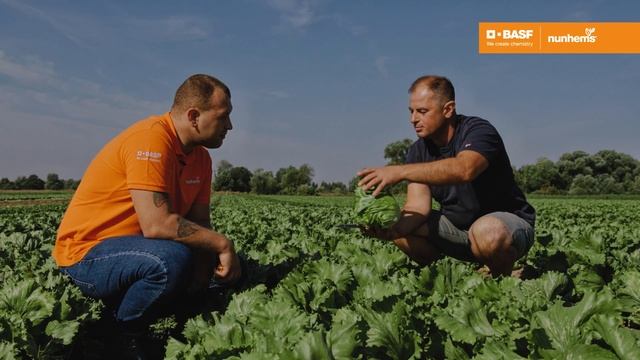 Спринкин - скороспелый салат типа айсберг для весенне-осеннего выращивания смотреть онлайн